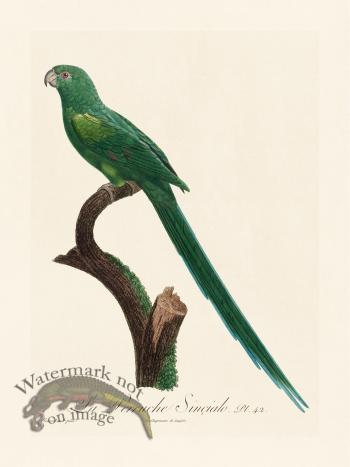 Barraband Parrot 042